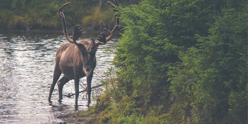 关系指导与约会建议：专业情感咨询助你构建健康亲密关系