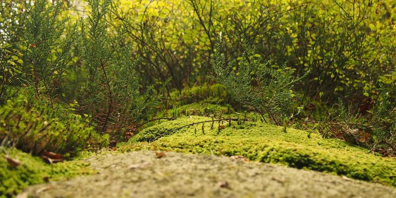当高敏感心灵遇见亲密关系：情感咨询与《约会女孩日记》的赛博朋克启示