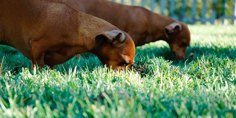 约会女孩日记：从神经科学破解情感倦怠，用恋爱技巧重燃爱火